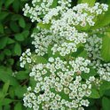 Spiraea decumbens fleur P12 (2)
